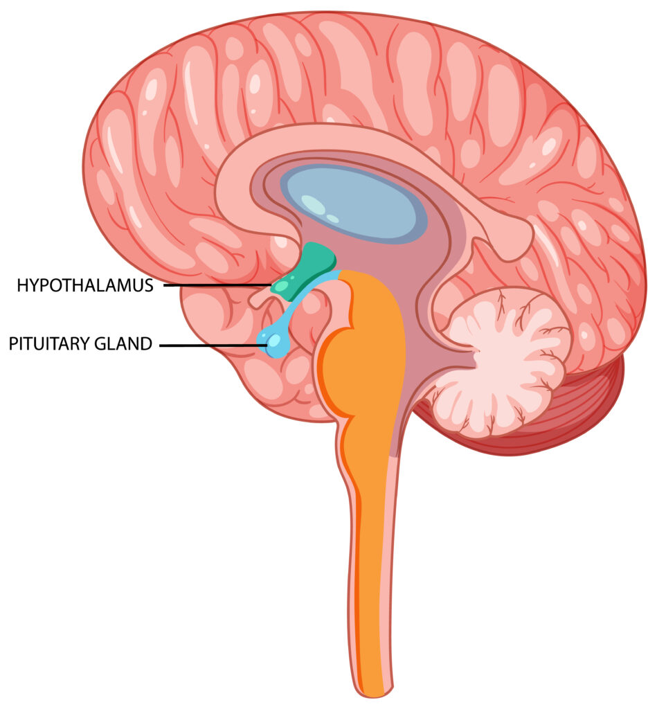 el hipotálamo en la fisiología de las emociones